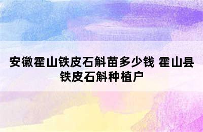 安徽霍山铁皮石斛苗多少钱 霍山县铁皮石斛种植户